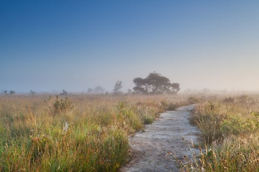 path through swamp in misty summer morning, Fochteloerveen, Netherlands