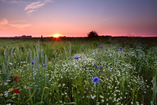 many wildflowers on field at sunset in summer