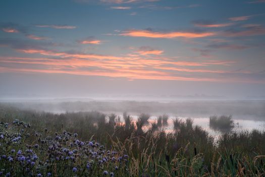 misty sunrise over wild wet swamp, Drenthe, Netherlands