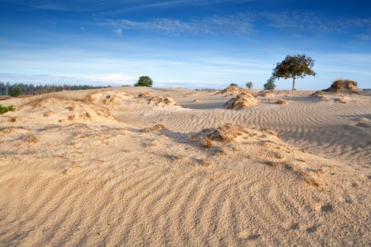 wind texture on sand dunes, Drents-Friese Wold, Netherlands