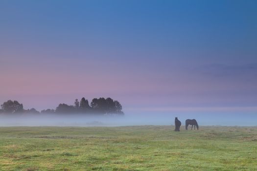 horses on pasture at misty sunrise
