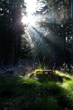 sunbeams in old green coniferous forest