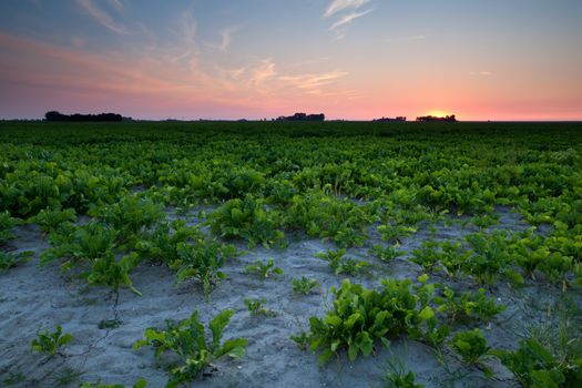 summer sunset over 	beet field, Groningen, Netherlands