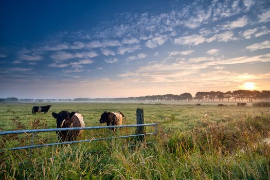 cows and bull on summer pasture at sunrise