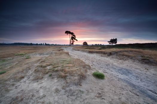 pink summer sunrise over sand dunes, Drents- Friese Wold, Netherlands