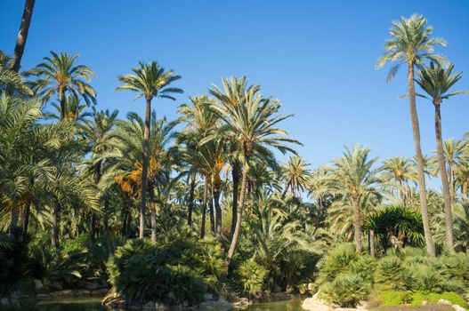 Tropical palm park in the heart of Costa Blanca, Spain