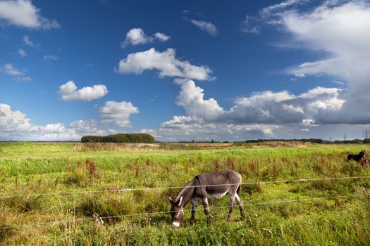 donkey grazing on pasture over blue sky