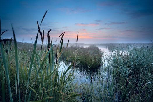 view on misty swamp at sunrise, Drenthe, Netherlands