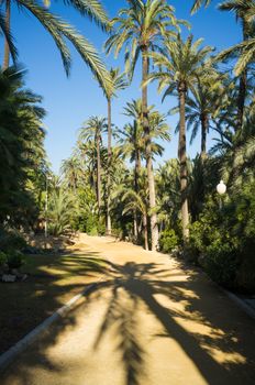 Sunny palm garden with the shades of the trees  on the paths