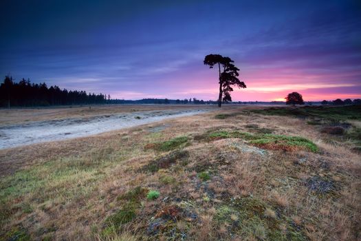 pink warm sunrise over wild hills and meadows, Drents-Friese Wold, Netherlands