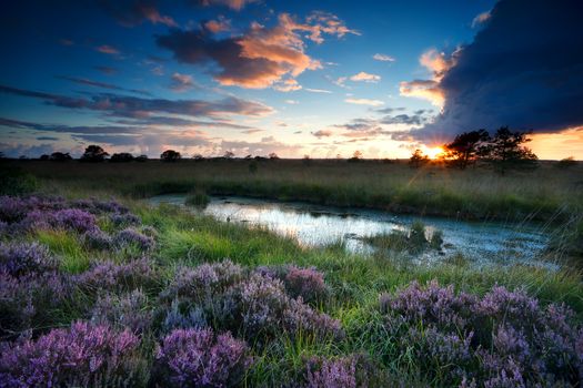 storm at sunset over swamp with flowering pink heather