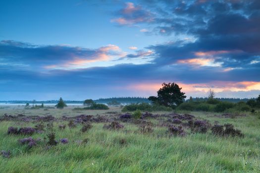 summer sunrise over marshes with flowering heather
