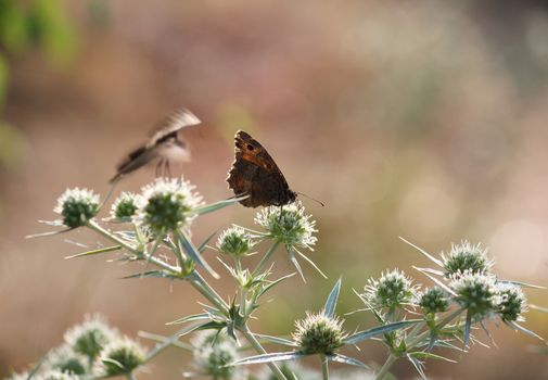 butterfly on flower spring season