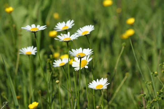 green grass and white wild flowers meadow