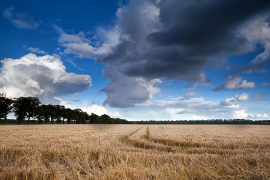 dramatic clouds on blue sky over wheat field