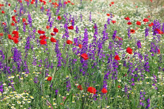 meadow with wild flowers spring season