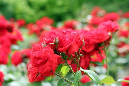 red roses flower garden spring season