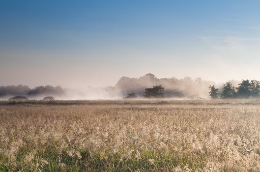 misty sunny morning over summer meadow