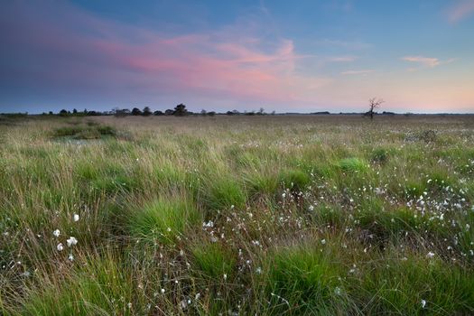 pink calm sunset over swamp with cotton-grass