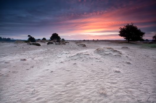 dramatic sunrise over sand dunes, Drents-Friese wold, Netherlands