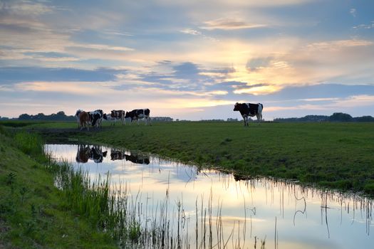 cattle on pasture by river at sunset