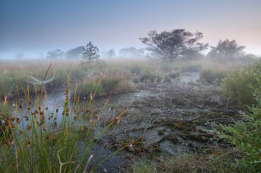 dense morning fog over swamp, Fochteloerveen, Netherlands