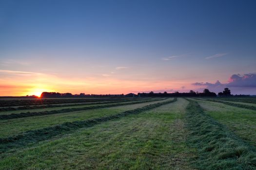 green rows of hay at summer sunrise, Groningen, Netherlands