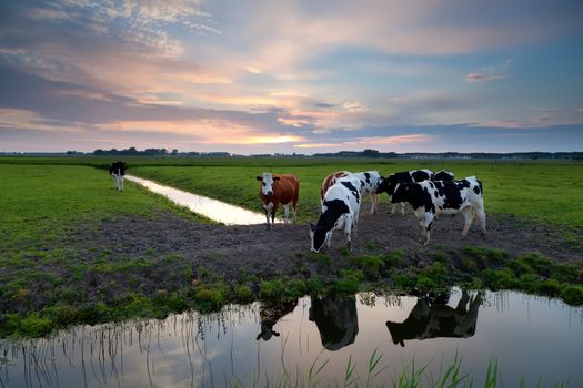 few cows on pasture by river at sunset