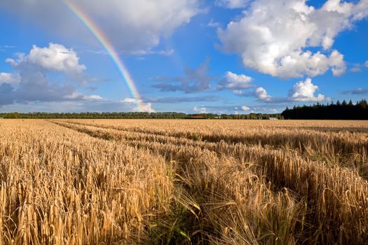 colorful rainbow over wheat field in summer