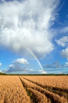 rainbow after shower over summer wheat field, Holland