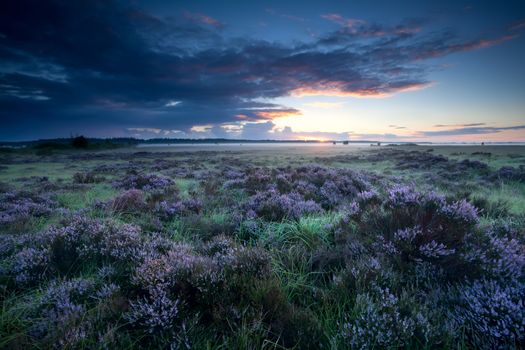 summer sunrise over marshes with flowering heather