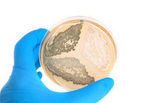 genetically modified fungi on agar plate in laboratory