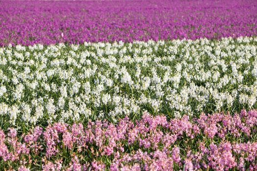 background of pink, white hyacinth flowers in spring