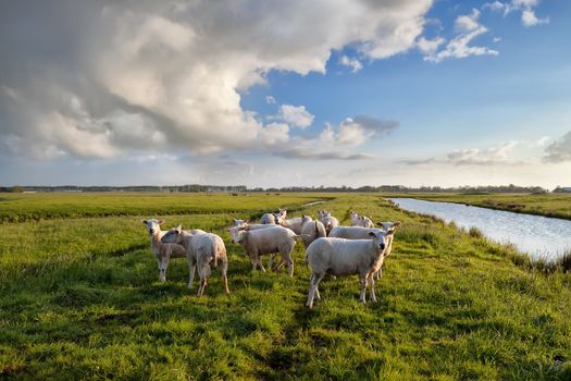 sheep herd on pasture by river and blue sky