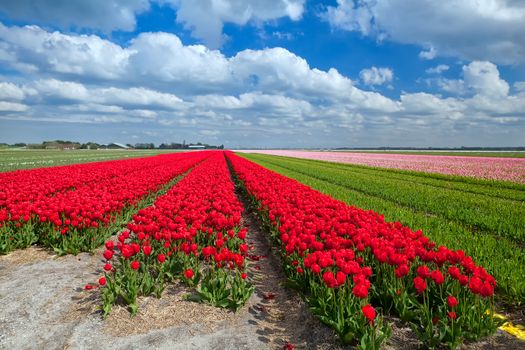 red tulip fields in spring, Alkmaar, North Holland