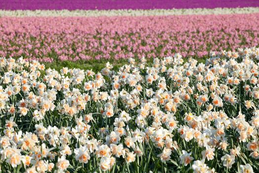 background of white, yellow, pink narcissus and hyacinth flowers on field