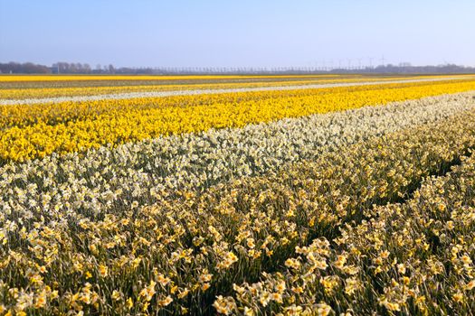 field with many yellow narcissus in spring