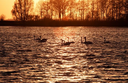 few swan silhouettes on lake at sunset