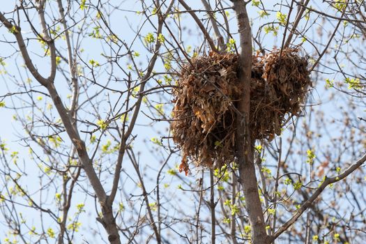 Tree squirrel nest high up in a leafy tree. 