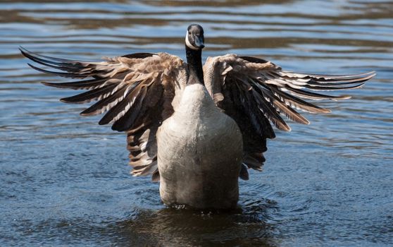 Canadian Goose flapping wings in the water in soft focus