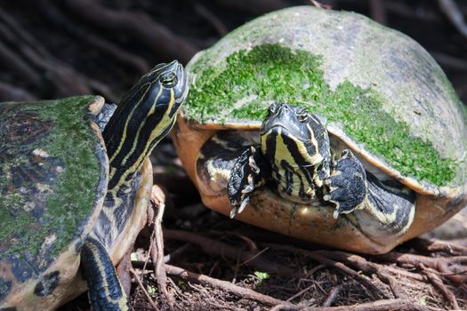 Painted turtle in wildlife on the waters edge