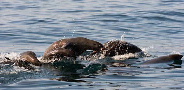 Seals swim and  jumping out of water. Cape fur seal (Arctocephalus pusilus). Kalk Bay, False Bay, South Africa