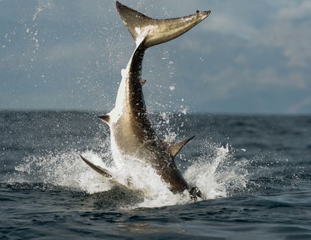 Jumping Great White Shark. Tail of the jumped-out white shark (Carcharodon carcharias)