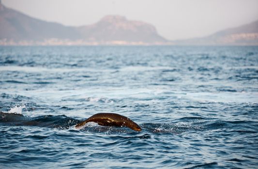 Seals swim and  jumping out of water. Cape fur seal (Arctocephalus pusilus). Kalk Bay, False Bay, South Africa Seals swim and  jumping out of water. Cape fur seal (Arctocephalus pusilus). Kalk Bay, False Bay, South Africa