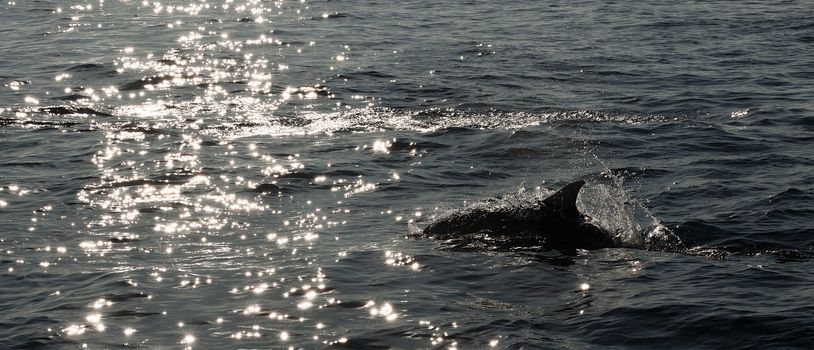 The dolphin comes up from water. The Long-beaked common dolphin (scientific name: Delphinus capensis) swim in atlantic ocean.