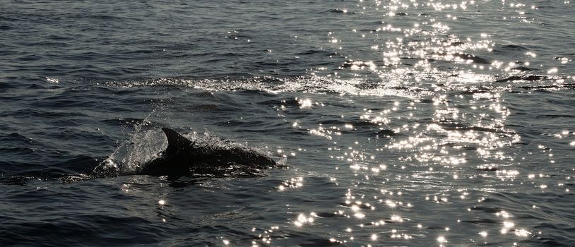 The dolphin comes up from water. The Long-beaked common dolphin (scientific name: Delphinus capensis) swim in atlantic ocean.