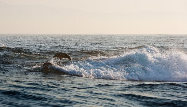 Seals swim and  jump out of water. Cape fur seal (Arctocephalus pusilus). Kalk Bay, False Bay, South Africa