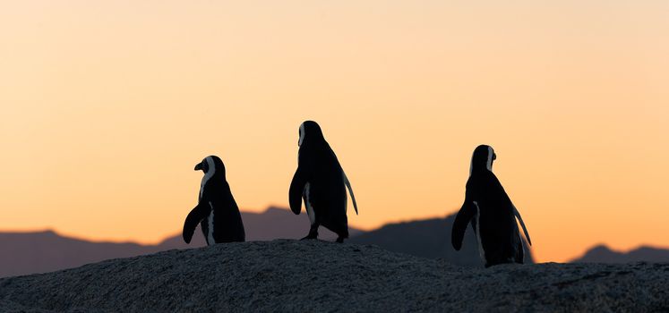 African penguins  at sunset near Cape Town, South Africa. The African Penguin (Spheniscus demersus), also known as the Jackass Penguin and Black-footed Penguin 