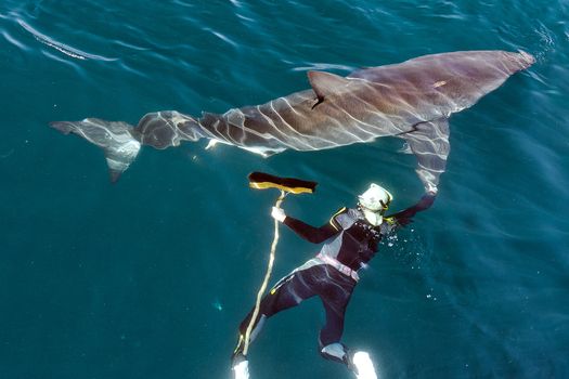 Man and Great White Shark. The swimmer with a mop near a Great white shark.