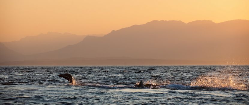 Great White Shark (Carcharodon carcharias) attacks a seal with splashes. Early Morning, sunrise